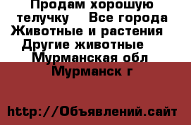 Продам хорошую телучку. - Все города Животные и растения » Другие животные   . Мурманская обл.,Мурманск г.